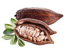 cacao